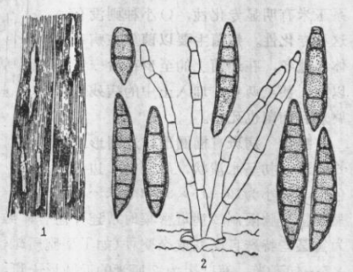 玉米大斑病