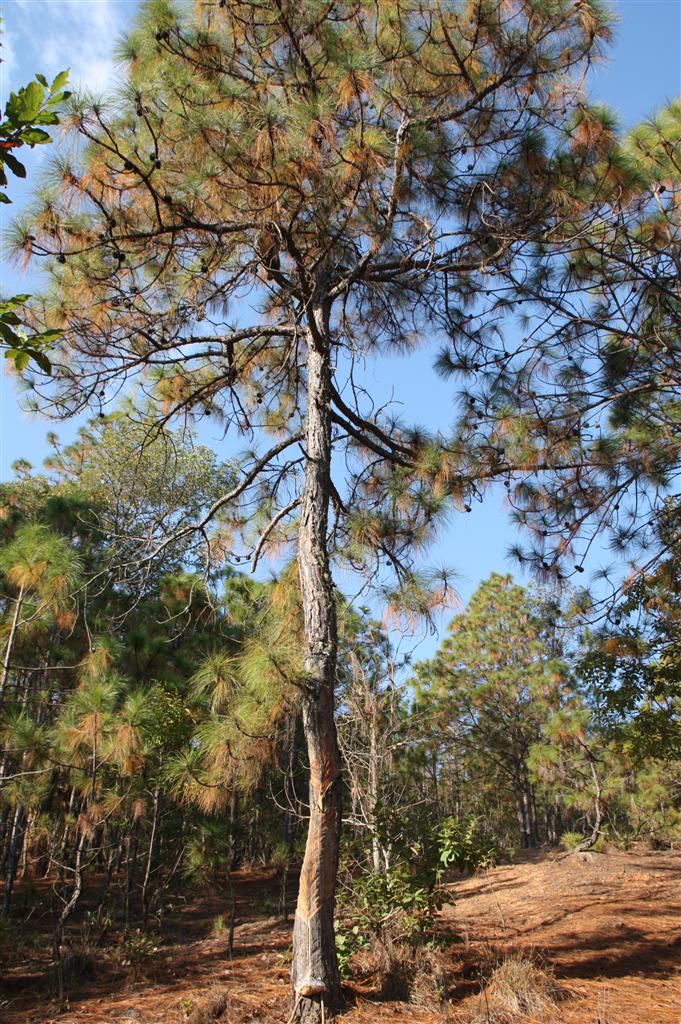 云南松双柏家系38号