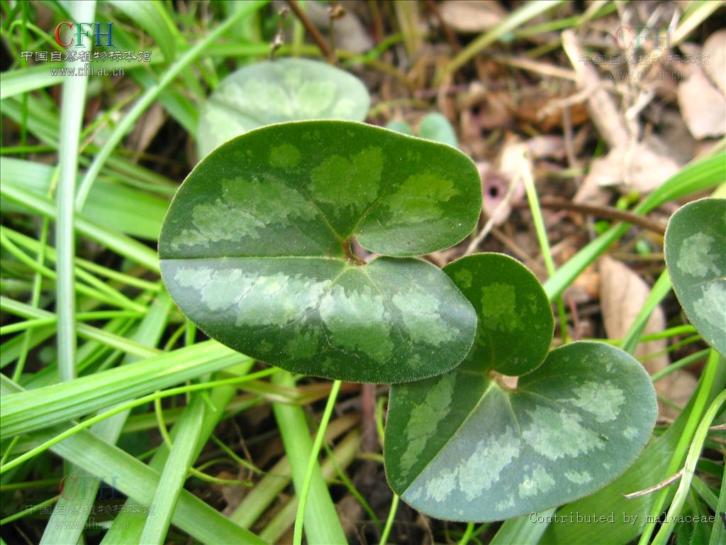  p>细辛属(学名:asarum l.