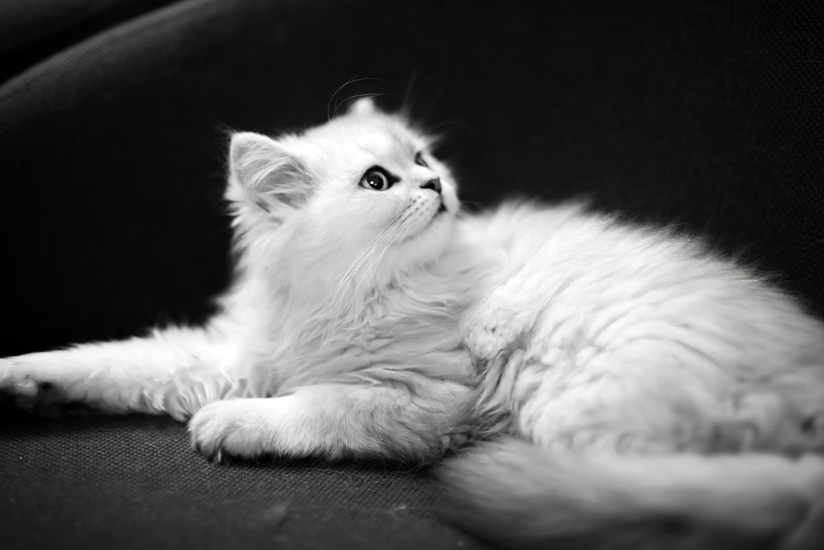  /b>, a target="_blank" href="/item/英文">英文 /a>名为chinchilla