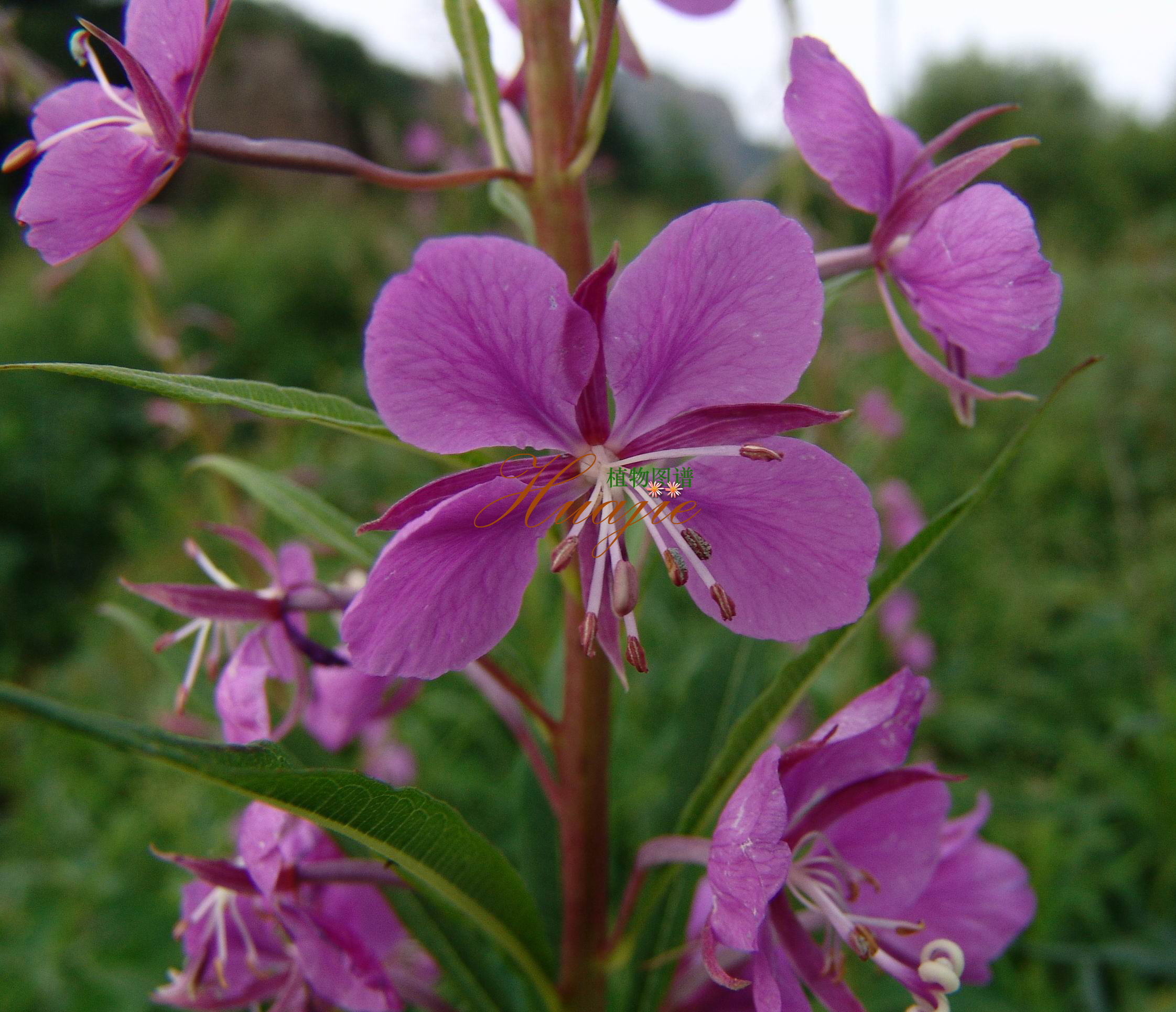  p>柳兰(学名: i>epilobium angustifolium /i> l.