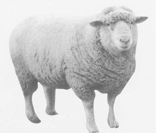  p>德国肉用美利奴羊(简称"德美"羊)是肉毛兼用羊的一种.