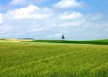 草原,南美 a target="_blank" href="/item/亚热带湿润气候/1131574"