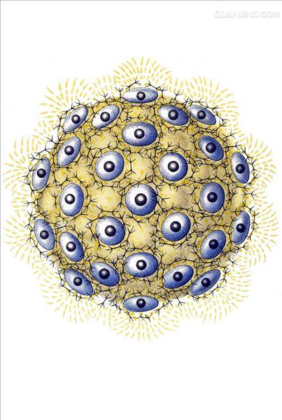  p>放射虫为海生漂浮的单细胞动物,具放射排列的线状伪足.