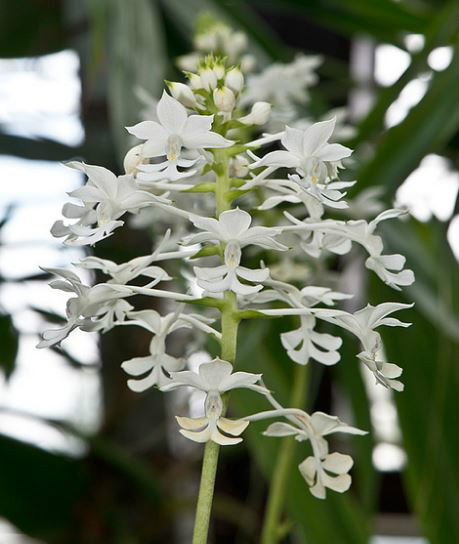  p>三褶虾脊兰(学名: i>calanthe triplicata /i>  (willem.