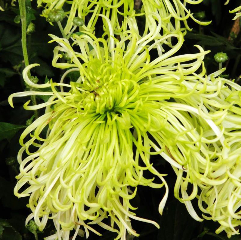  p data-id="t1w3ro7nwf3f">管子花类(舌状花为管瓣):  /p>