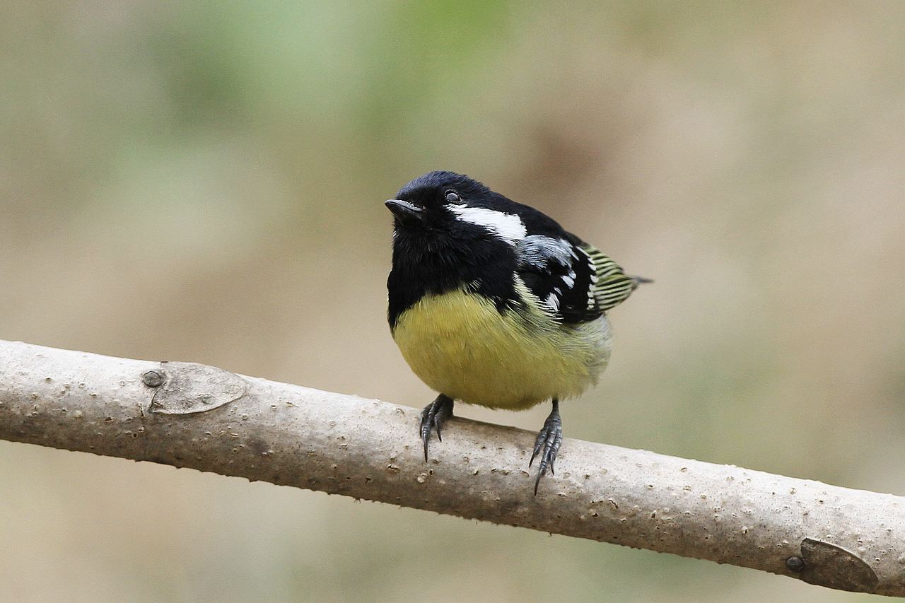  p>黄腹山雀(学名: i>parus venustulus /i>)小型鸟类,体长9~11厘米.