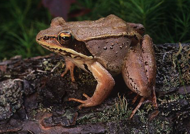  p>木蛙(学名: i>lithobates sylvaticus /i>):体长35-76毫米,体重7.