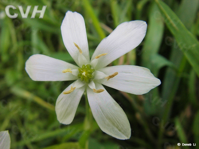 伞花虎眼万年青