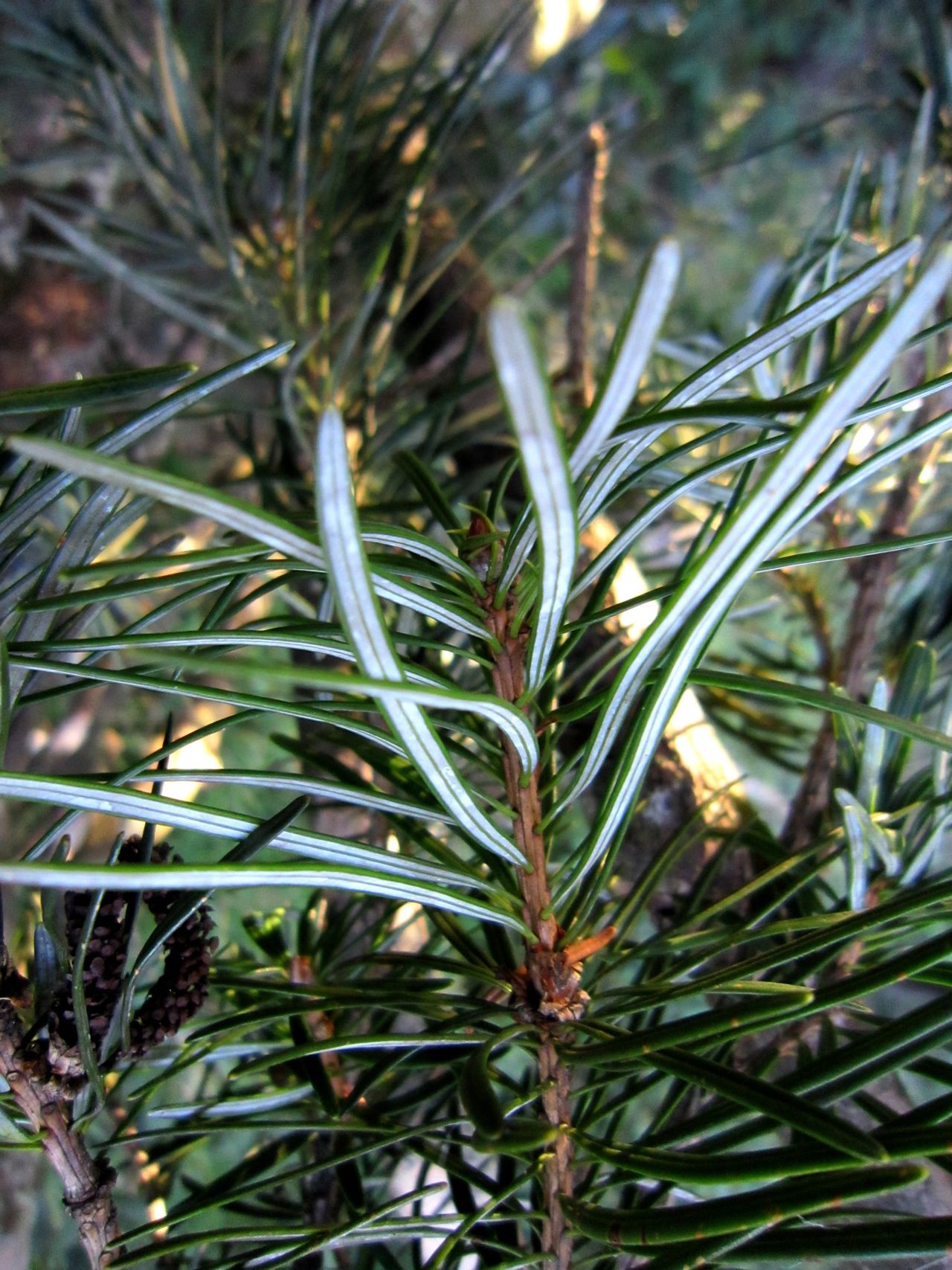  p>银杉属,只有 a href="#" data-lemmaid="362916">银杉 /a>c.