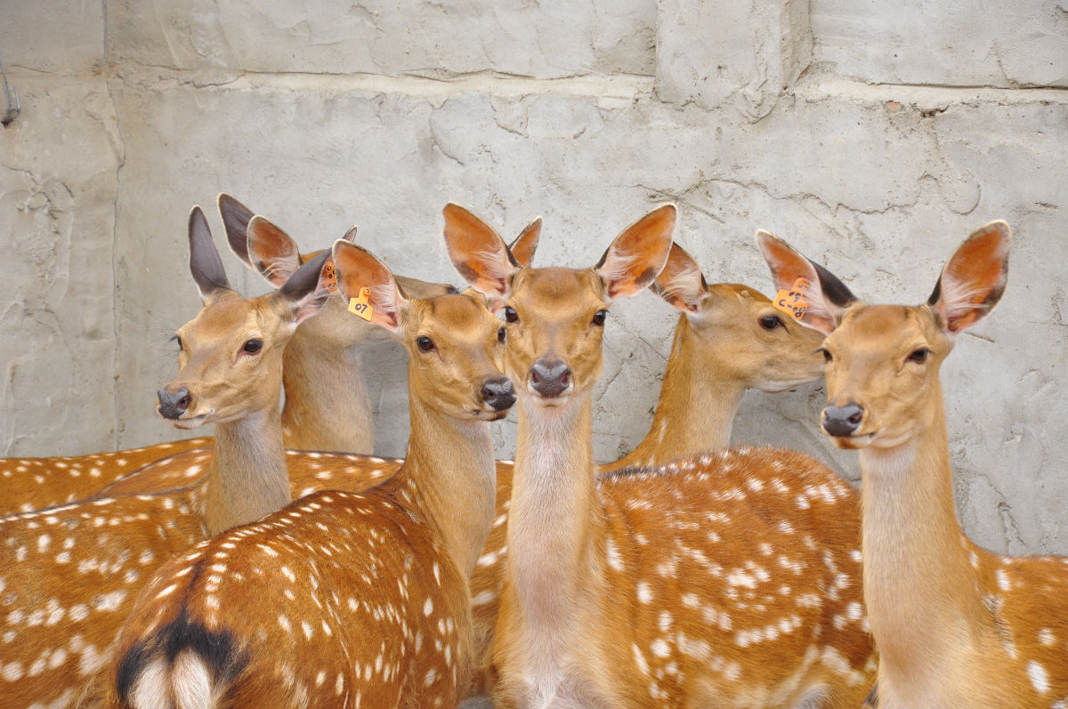  p>天山马鹿(学名:cervus elaphus songaricus),是产于 a href="#"