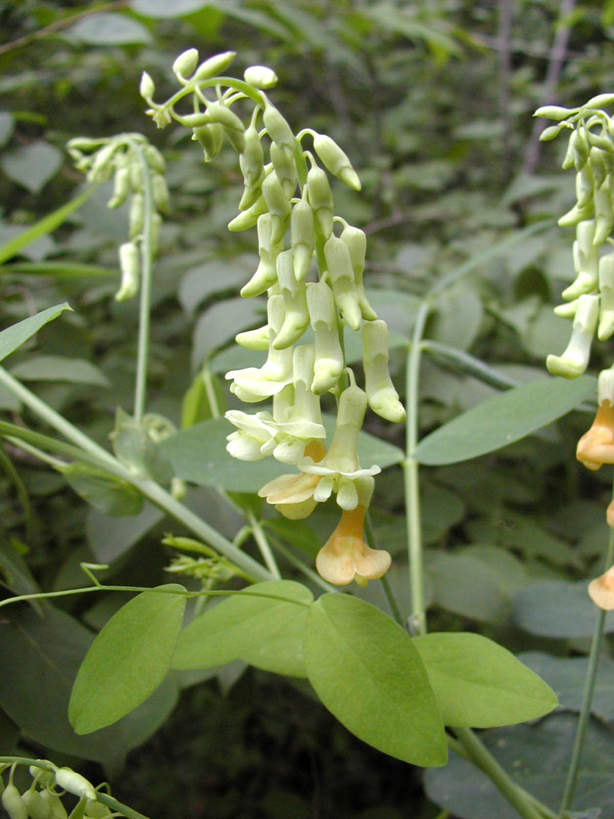  p>齿瓣开口箭,根状茎圆柱形,直径0.6-1.5厘米,黄褐色或绿色.