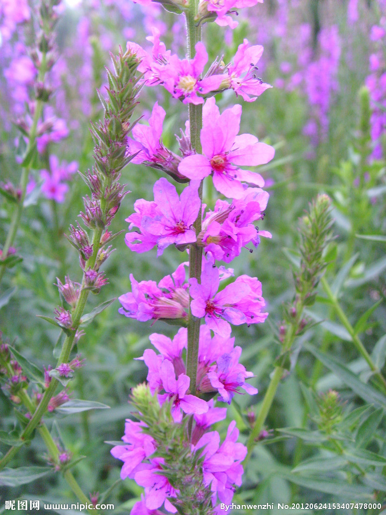 是千屈菜科千屈菜属的多年生草本植物;根茎粗壮;叶披针形或宽披针形