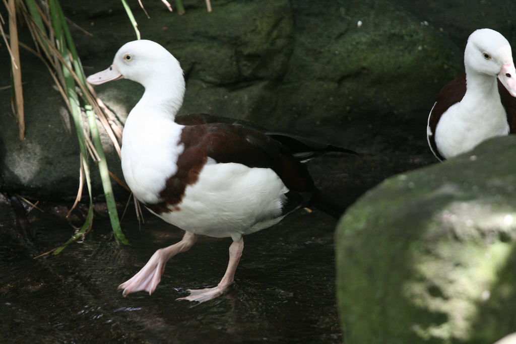  p>白腹麻鸭(学名:tadorna radjah)是 a target="_blank" href="/item