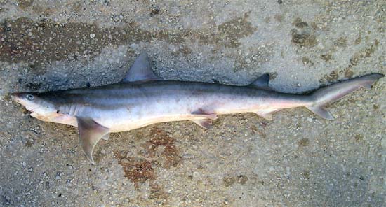 鲨(学名: i>paragaleus pectoralis /i>)是半沙条鲨科,副沙条鲨属鲨鱼
