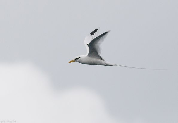 ">海鸟 /a>,体型呈 a target="_blank" href="/item/流线型/7204478"