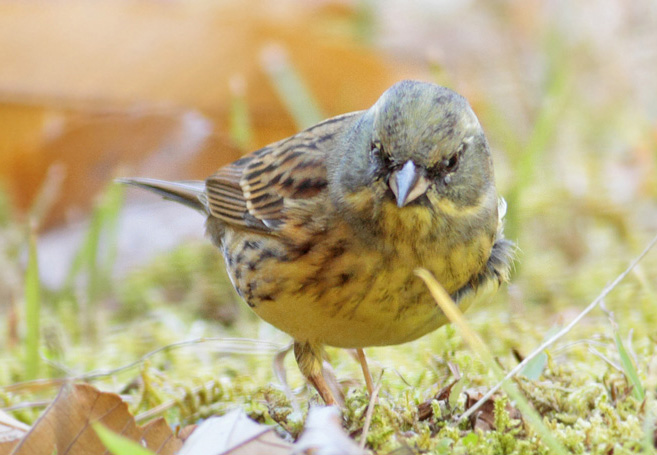  p>黄胸鹀(学名: i>emberiza aureola /i>):是雀形目,鹀科,鹀属的鸟类