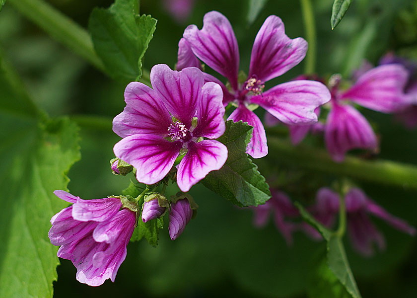  p>锦葵属(学名:malva linn.