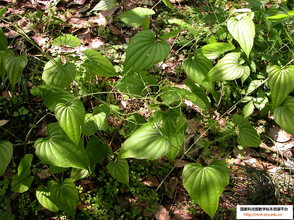  p>纤细薯蓣(学名:dioscorea gracillima miq),为 a target="_blank"