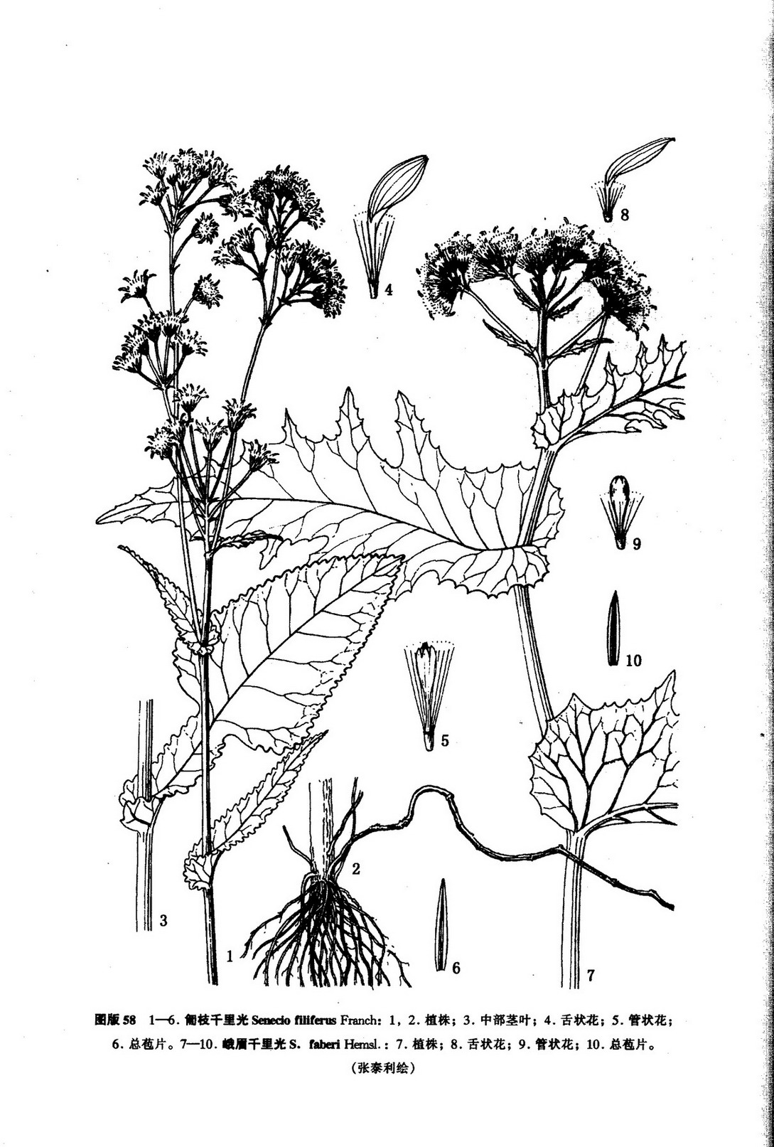  p>峨眉千里光( a href="#" data-lemmaid="8074290">学名 /a>