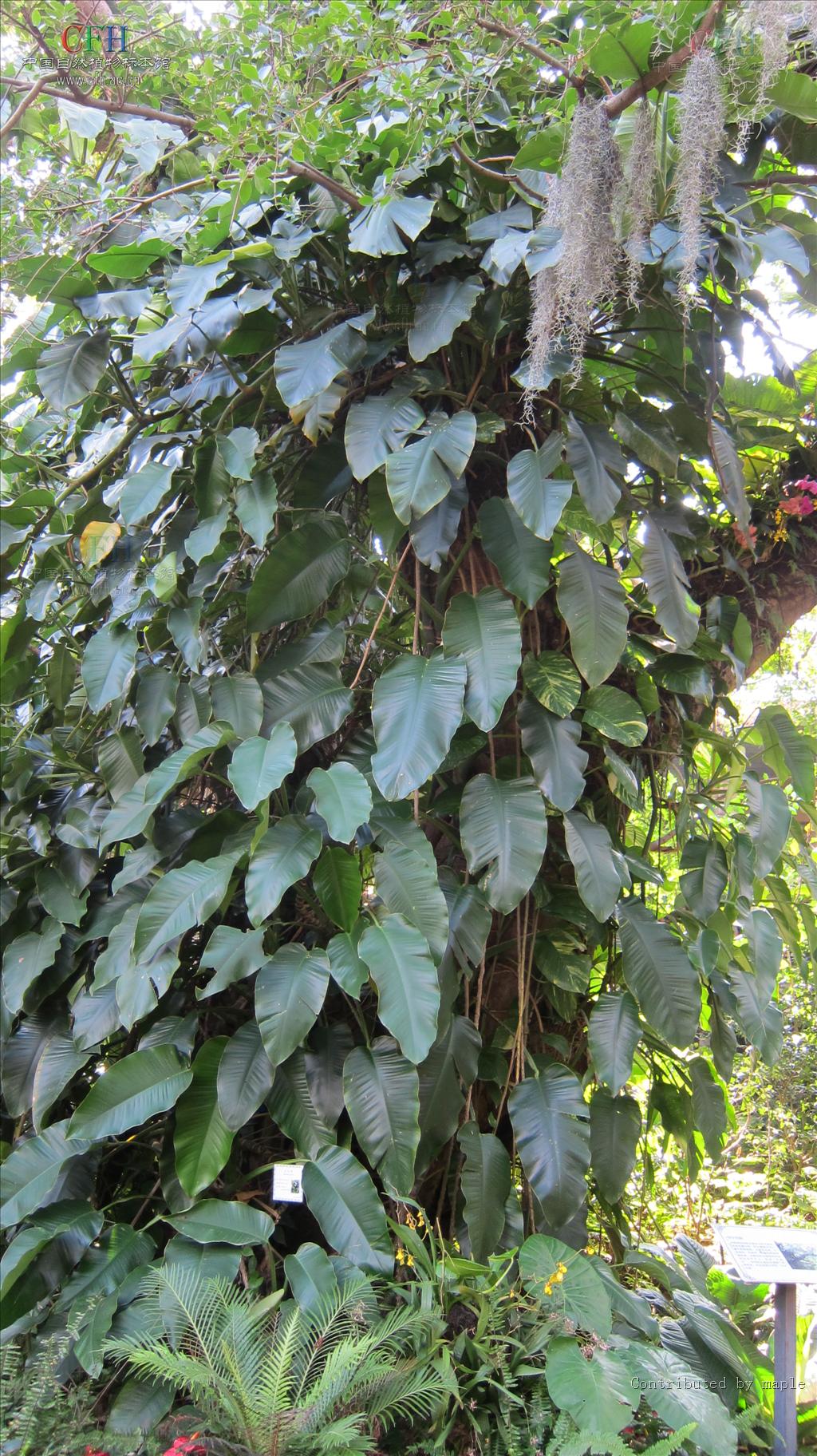  p> b>粗茎崖角藤 /b>(学名: i>rhaphidophora crassicaulis /i>),是 