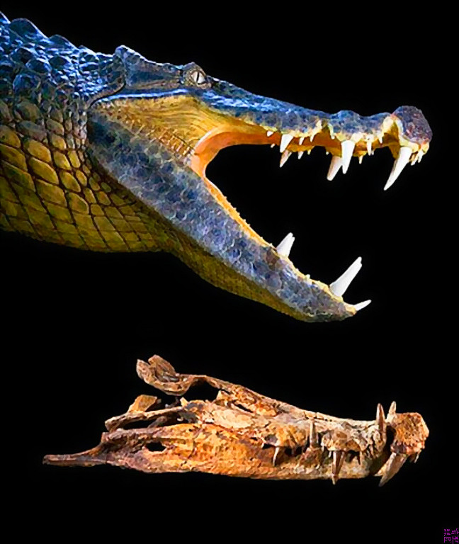  p>猪鳄(boar croc)是一种史前食肉鳄鱼,它们的化