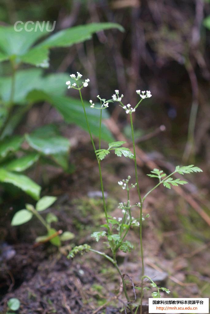 torilis japonica (houtt.) dc.