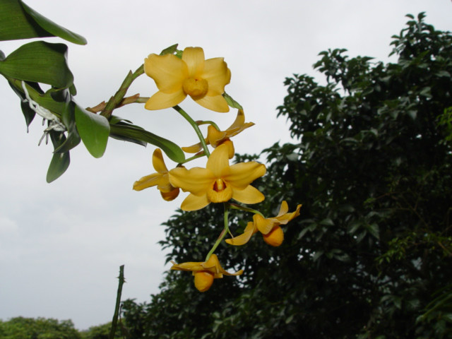  p>杓唇石斛(学名: i>dendrobium moschatum /i>  (buch.-ham.) sw.