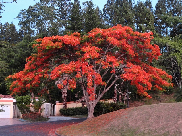  p>凤凰木(delonix regia),取名于"叶如飞凰之羽,花若丹凤之冠",别名
