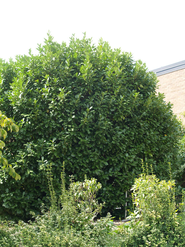  p>桂樱(学名: i>prunus /i>  i>laurocerasus /i> l.