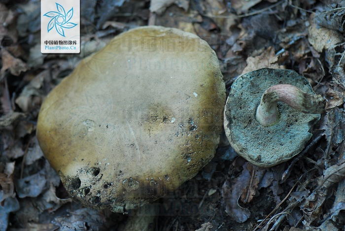  p>苦粉孢牛肝菌, a target="_blank" href="/item/菌盖/3450778"