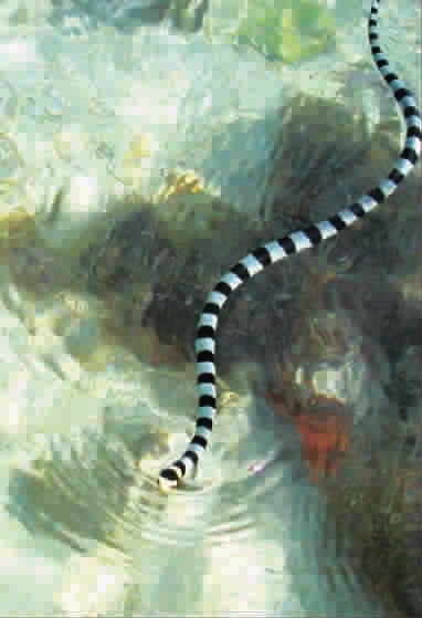 澳洲艾基特林海蛇