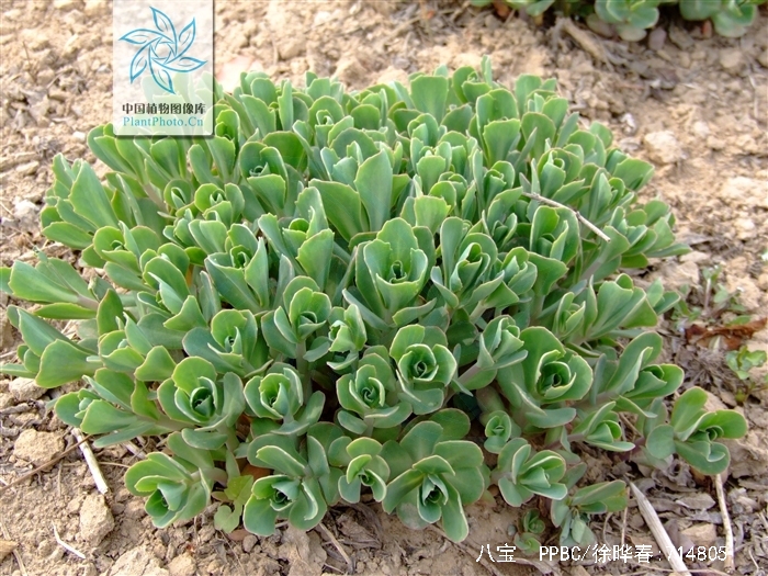 ohba)是景天科八宝属多年生肉质草本.