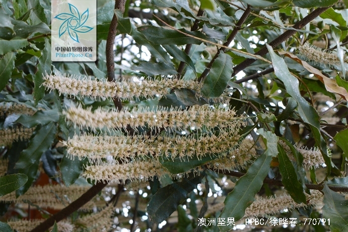 macadamia ternifolia f. muell.