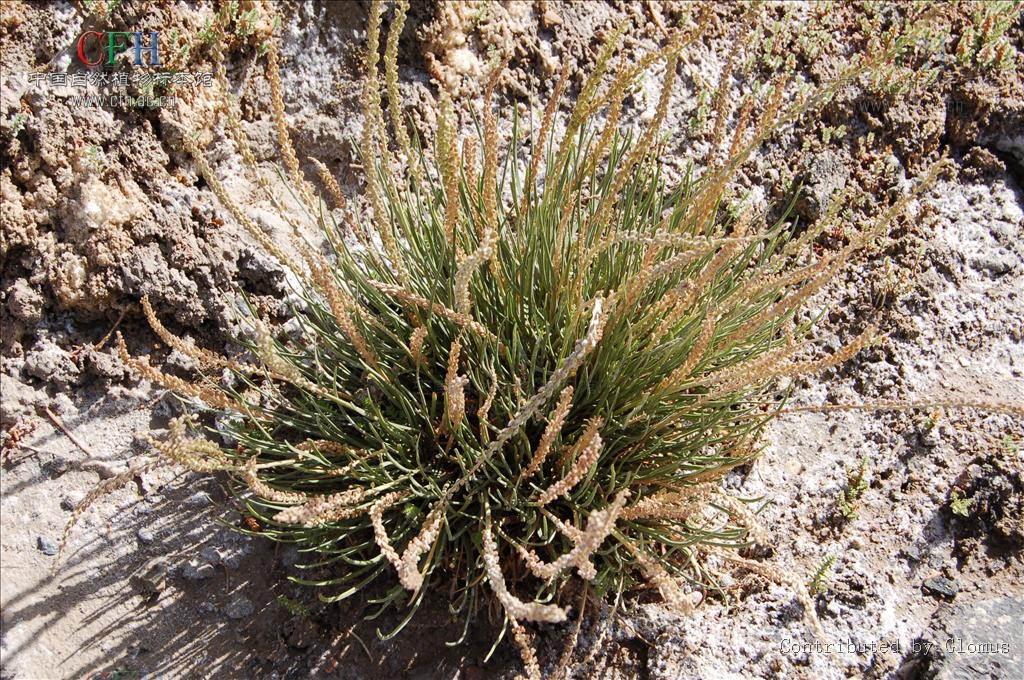 水麦冬属, a href="#" data-lemmaid="5370984">水麦冬科 /a>,约1种 