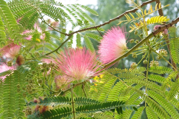  p>合欢草(学名: i>desmanthus virgatus /i> (linn.) willd.