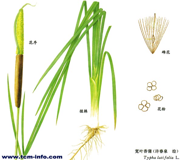 target="_blank" href="/item/狭叶香蒲/5394098" data