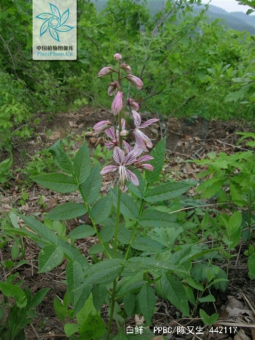 是芸香科白鲜属多年生草本植物.