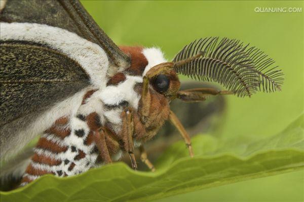  p data-id="tieupsfdd5dd">天蚕蛾是鳞翅目天蚕蛾科昆虫.