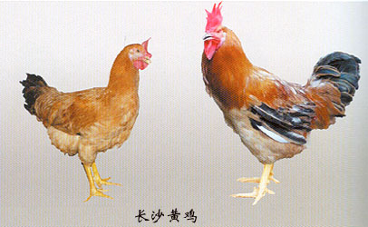 泡黄鸡皮肤(黄鸡皮肤哪个好)