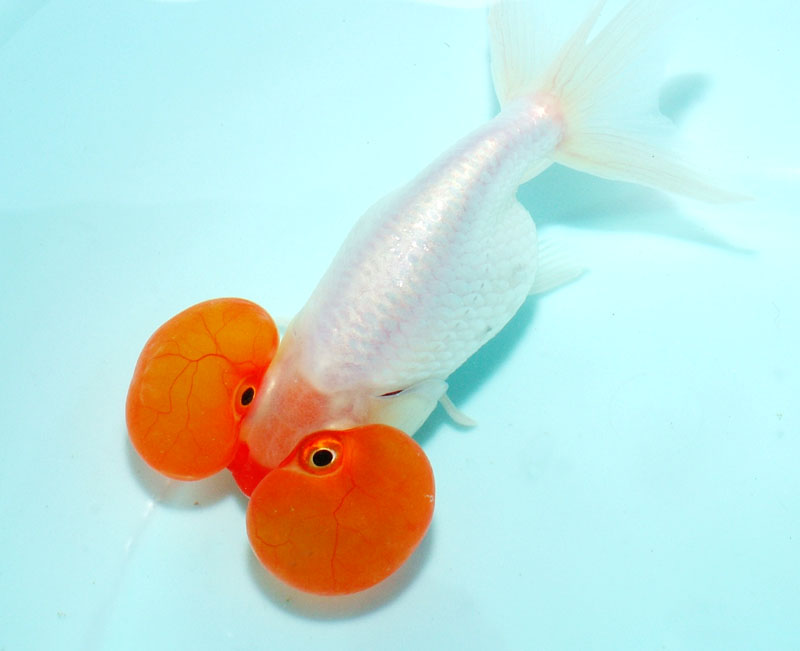  p>水泡金鱼(英文名:bubble eye),又名 a href="#" data-lemmaid="