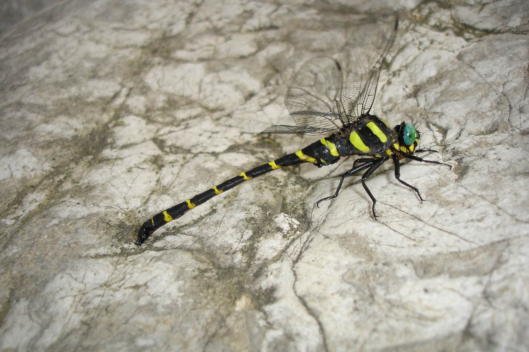  p>大蜓科,拉丁名  i>cordulegastridae  /i>(hagen, 1875), a href="