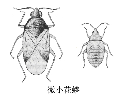 oriu minuius linnaeus