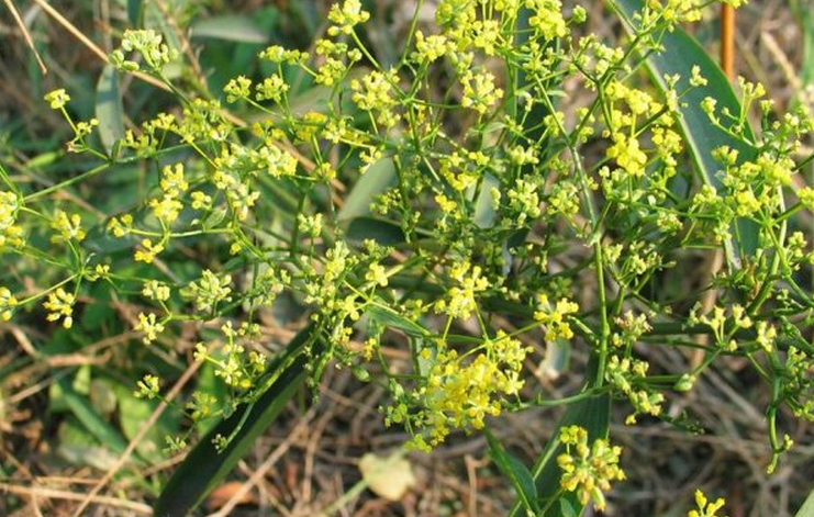  p>北柴胡(学名: i>bupleurum chinense /i> dc.