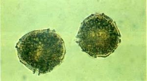 的多甲藻科, a target="_blank" href="/item/多甲藻属/5290367"