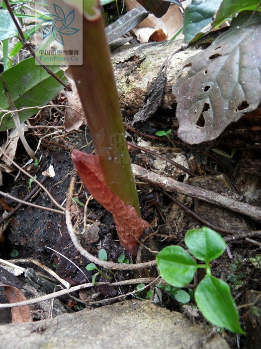  p>全缘灯台莲,拉丁学名arisaema sikokianum franch. et sav.