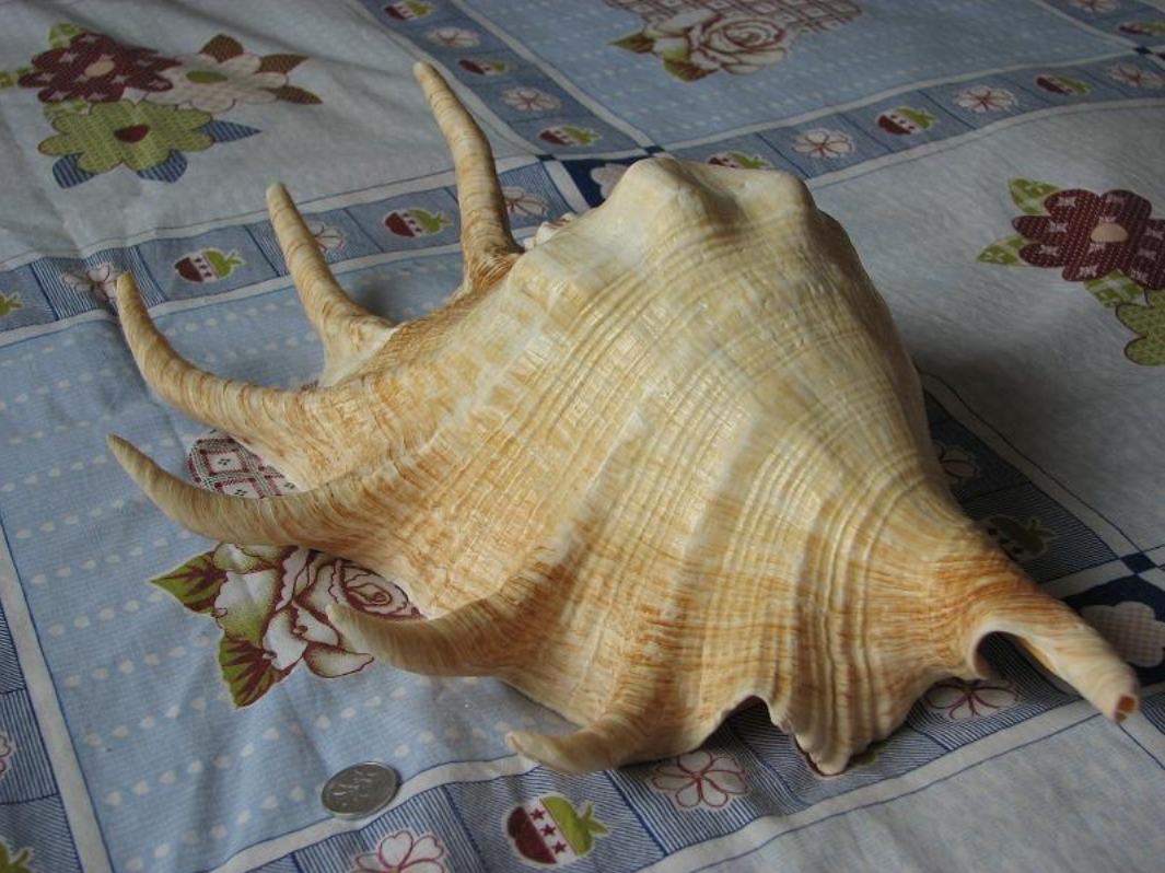  p>蜘蛛螺(学名: i>lambis lambis /i>) a href="#" data-lemmaid="