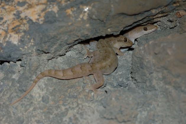 hemidactylus  bowringii