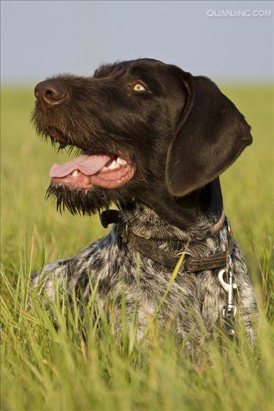  p>沙克犬,又称猎羚犬或拉伯狩猎犬或波斯灵提或者沙路奇猎犬.