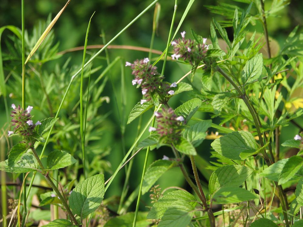 科 /a>, a href="#" data-lemmaid="3113946">风轮菜属 /a>多年生草本